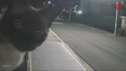 Gato curioso assusta equipe de monitoramento em Sorocaba