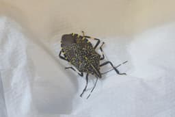 Percevejo Asiático Libera Odor para Afastar Predadores