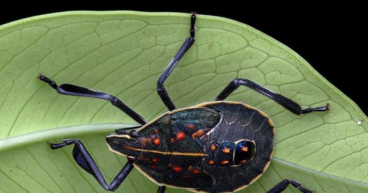 Percevejo Asiático Chega ao Brasil e Avisa Especialistas