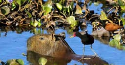 Capivaras: Carisma e Sociabilidade em Ambientes Urbanos