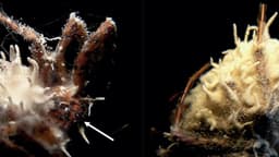 Novo fungo transforma aranhas em verdadeiros zumbis