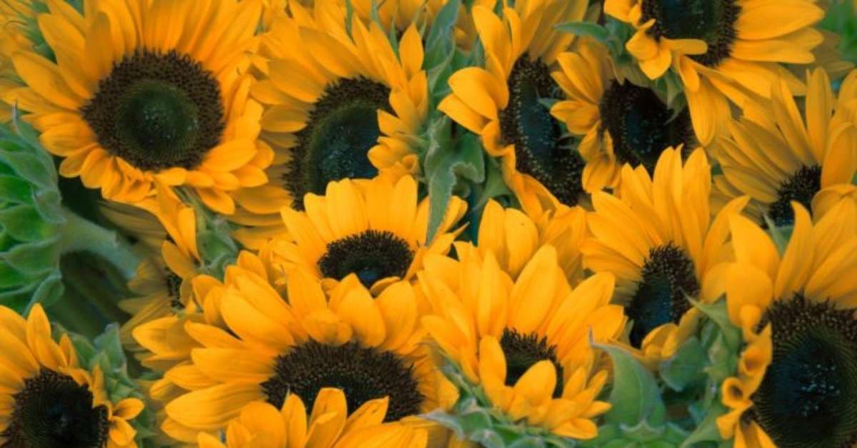 Girassol: A Flor que Transmite Alegria e Beleza