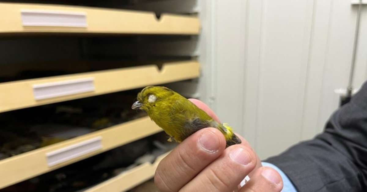 Ave rara da Mata Atlântica retorna ao Brasil