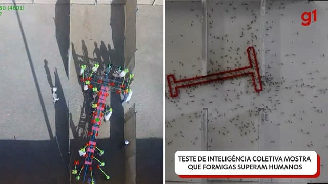 Formigas superam humanos em desafio de inteligência coletiva