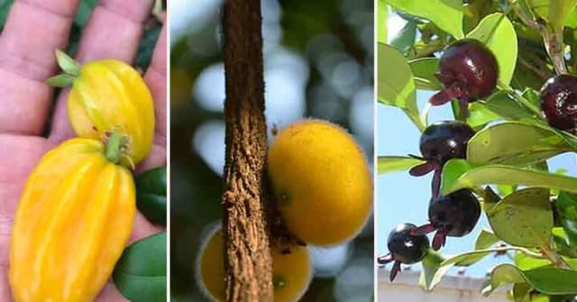 Frutas Nativas da Mata Atlântica e Seus Benefícios