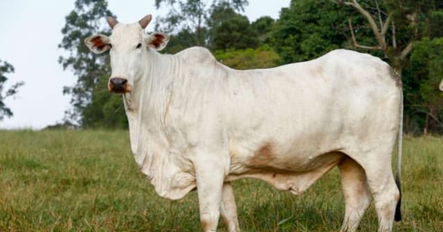 Homem morre após ataque de boi no Rio Grande do Sul