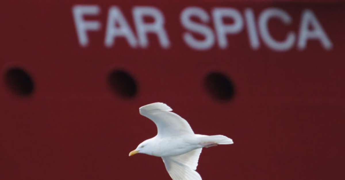 Gaivota Rouba Salgadinho em Supermercado do Reino Unido