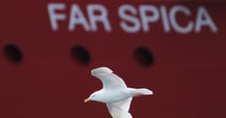 Gaivota Rouba Salgadinho em Supermercado do Reino Unido