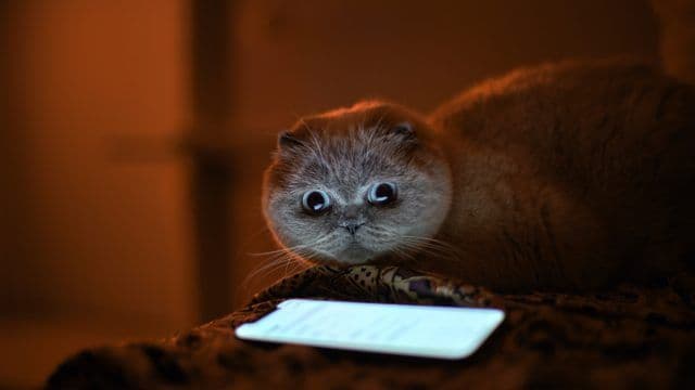 PetPhone: O Smartphone que Revoluciona a Comunicação com Pets