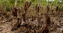 Estiagem no Rio Grande do Sul afeta 37 municípios