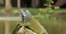 Taiwan combate superpopulação de iguanas-verdes com abate