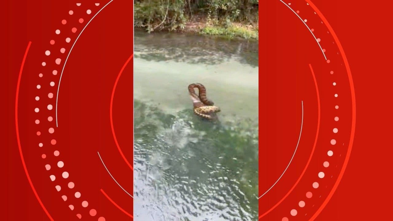 Momento incrível: família flagra sucuri atacando capivara
