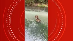 Momento incrível: família flagra sucuri atacando capivara