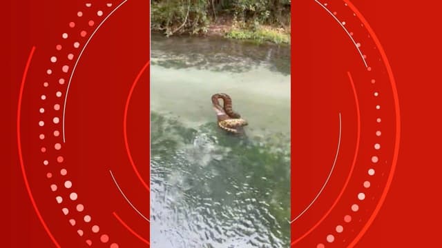 Momento incrível: família flagra sucuri atacando capivara