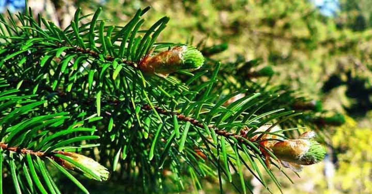 Coníferas embelezam florestas frias do planeta