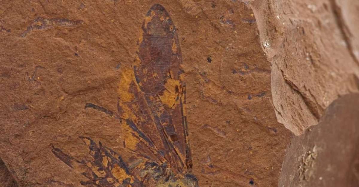 Nova Espécie de Mosca-Serra é Descoberta na Austrália