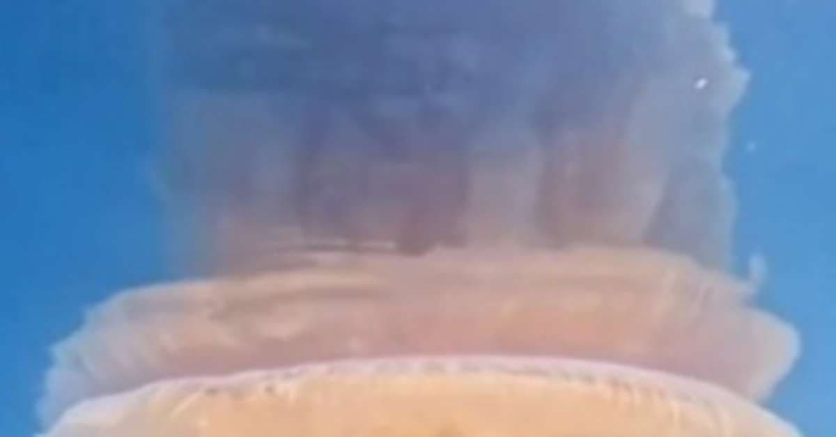 Água-viva gigante e rara é encontrada no Brasil