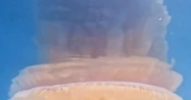 Água-viva gigante e rara é encontrada no Brasil