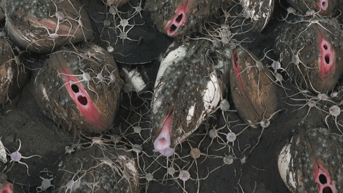 Descobertas 50 novas espécies em vazamento de metano