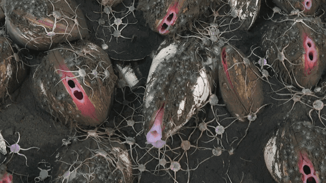 Descobertas 50 novas espécies em vazamento de metano