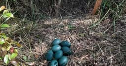 Cientistas Descobrem Ninho de Emu Costeiro com Ovos Azuis