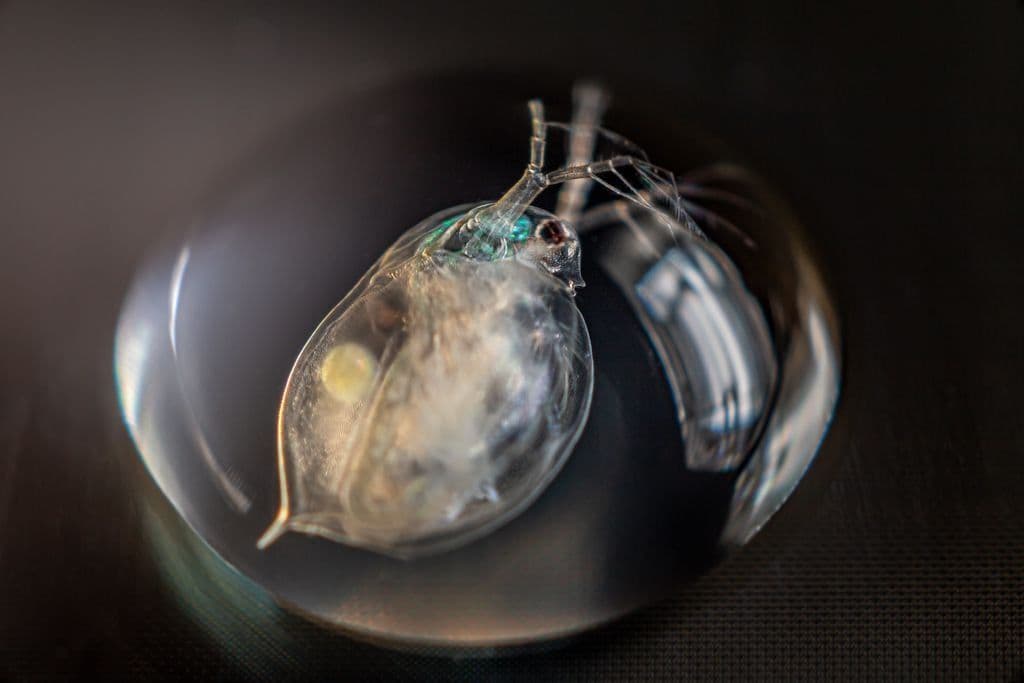 Partenogênese: Animais que se reproduzem sem machos