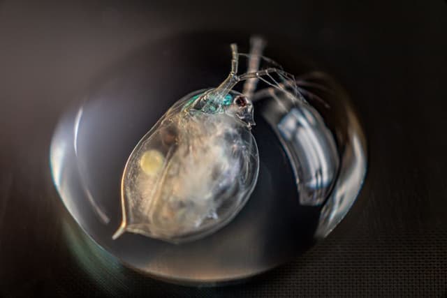 Partenogênese: Animais que se reproduzem sem machos