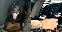 Filhote de cachorro é resgatado de veículo sob sol forte