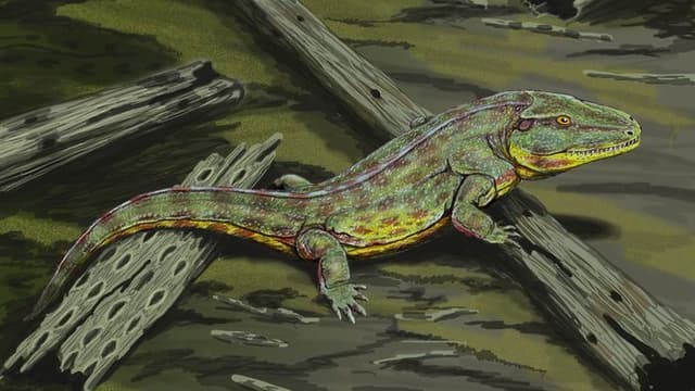 Sobrevivência dos Anfíbios na Maior Extinção do Planeta