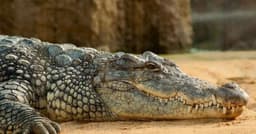 Região da Austrália enfrenta risco com 100 mil crocodilos