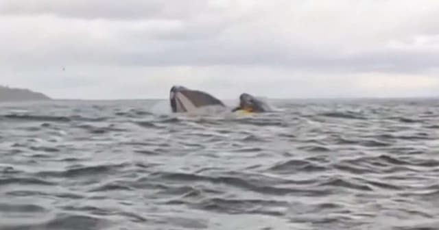 Experiência impressionante de jovem engolido por baleia