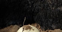 Animais Que Botam Ovos Além das Aves