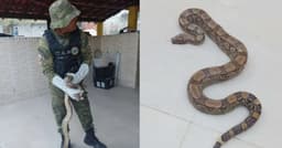 Guarda Municipal resgata jiboia ferida em Maricá