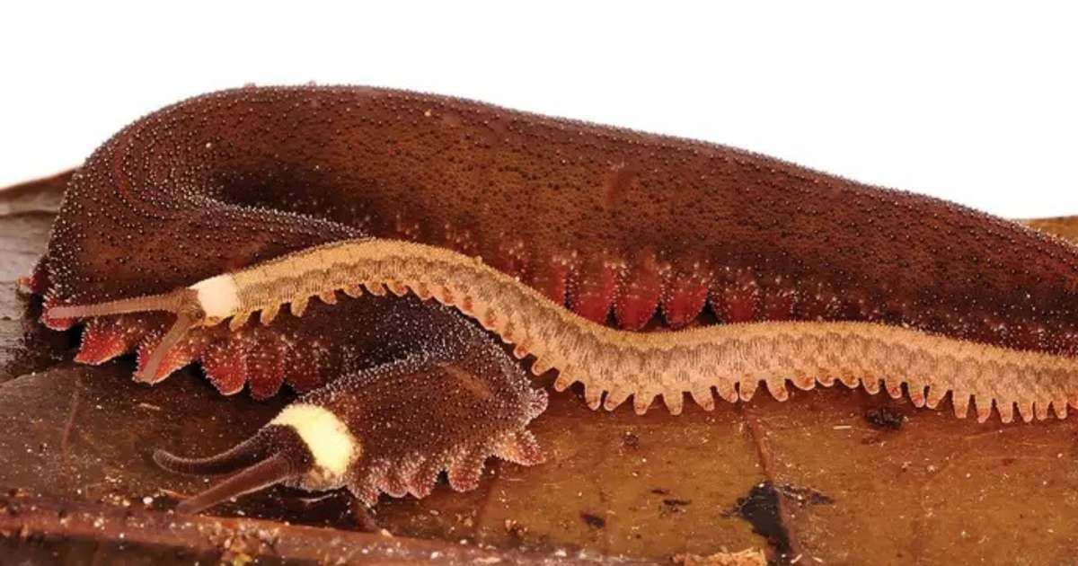 Verme-de-veludo é eleito Inseto do Ano na Nova Zelândia