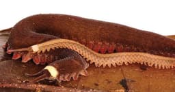 Verme-de-veludo é eleito Inseto do Ano na Nova Zelândia