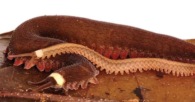 Verme-de-veludo é eleito Inseto do Ano na Nova Zelândia