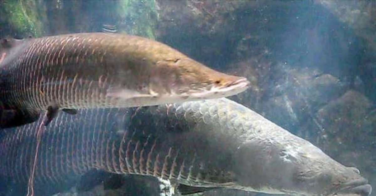 Os maiores peixes de água doce do Brasil