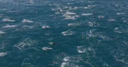 Cinegrafista registra espetáculo de golfinhos na Califórnia