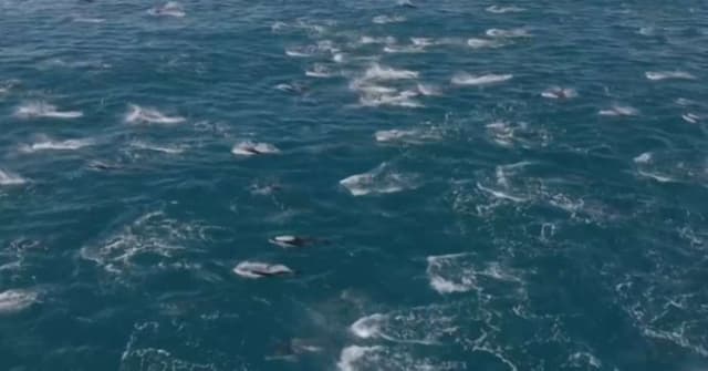 Cinegrafista registra espetáculo de golfinhos na Califórnia