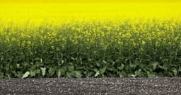 Canadenses Enfrentam Guerra Comercial com China e EUA