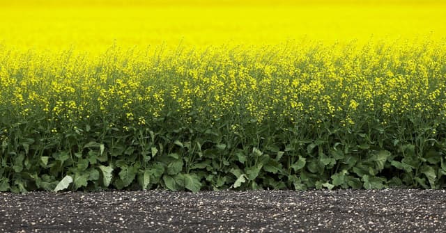 Canadenses Enfrentam Guerra Comercial com China e EUA