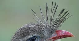 Tipos de animais com cristas e suas funções