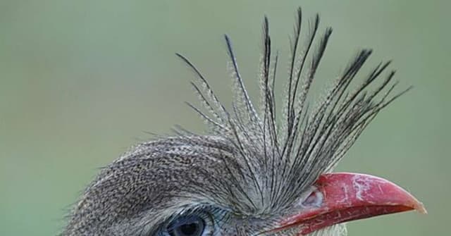 Tipos de animais com cristas e suas funções