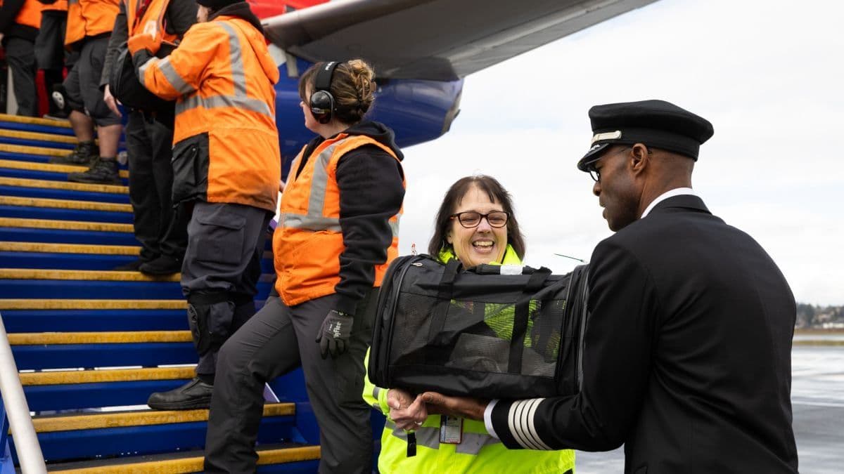 Southwest realiza voos para resgatar animais na Califórnia