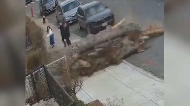 Família quase é atingida por árvore caída em Nova York