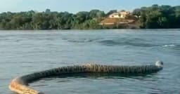 Cobra gigante surpreende comerciante no Rio Tocantins
