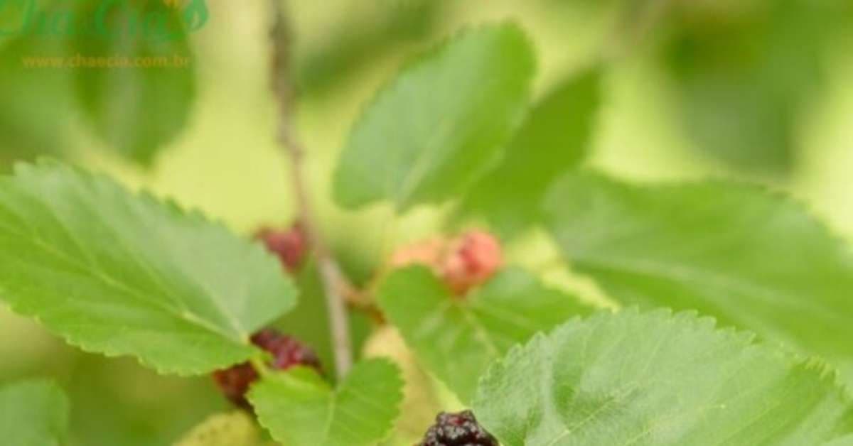 Chá de Folha de Amora: Benefícios Surpreendentes para Saúde