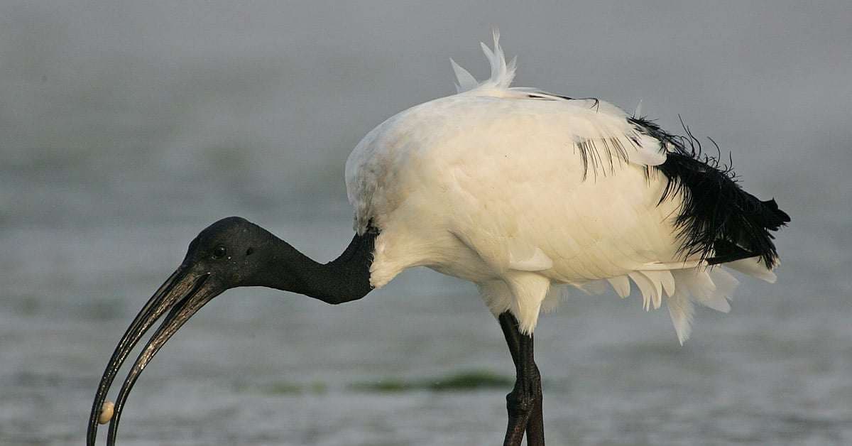 Variedade de Bicos de Aves e Suas Funções