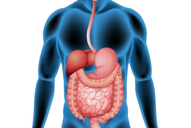 Prevenção e Dieta para Gordura no Fígado