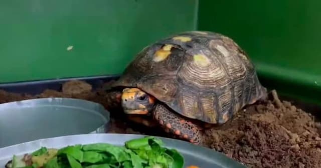 Jabuti resgatado após anos sob piso entra em quarentena